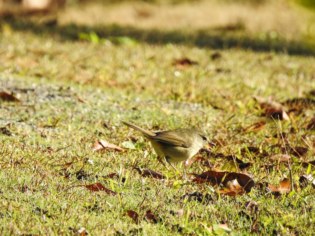 Japanese Bush Warbler - ML81673171