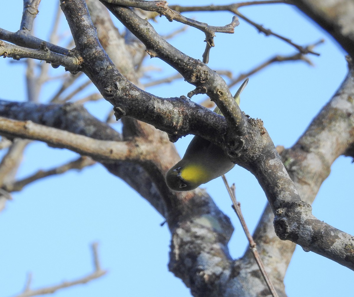 Warbling White-eye - ML81673211