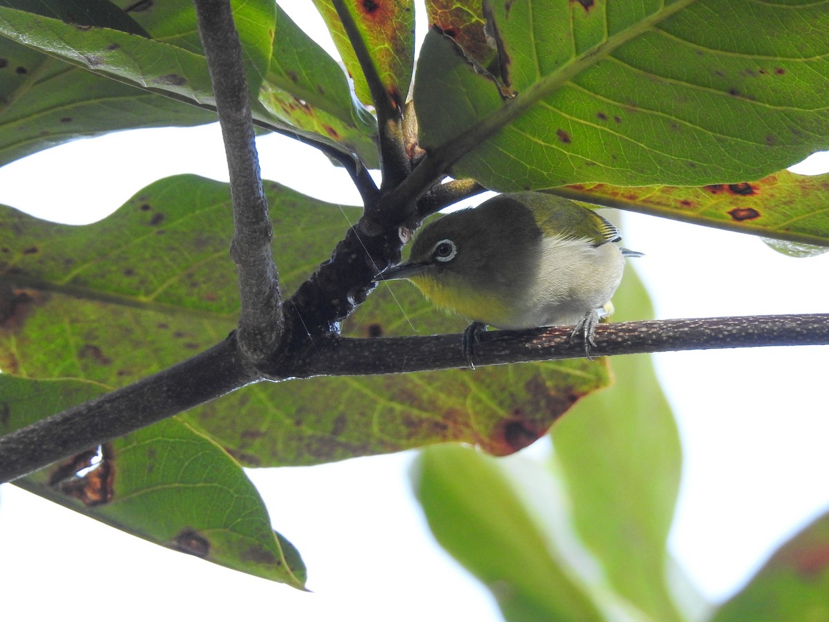 Warbling White-eye - ML81673281