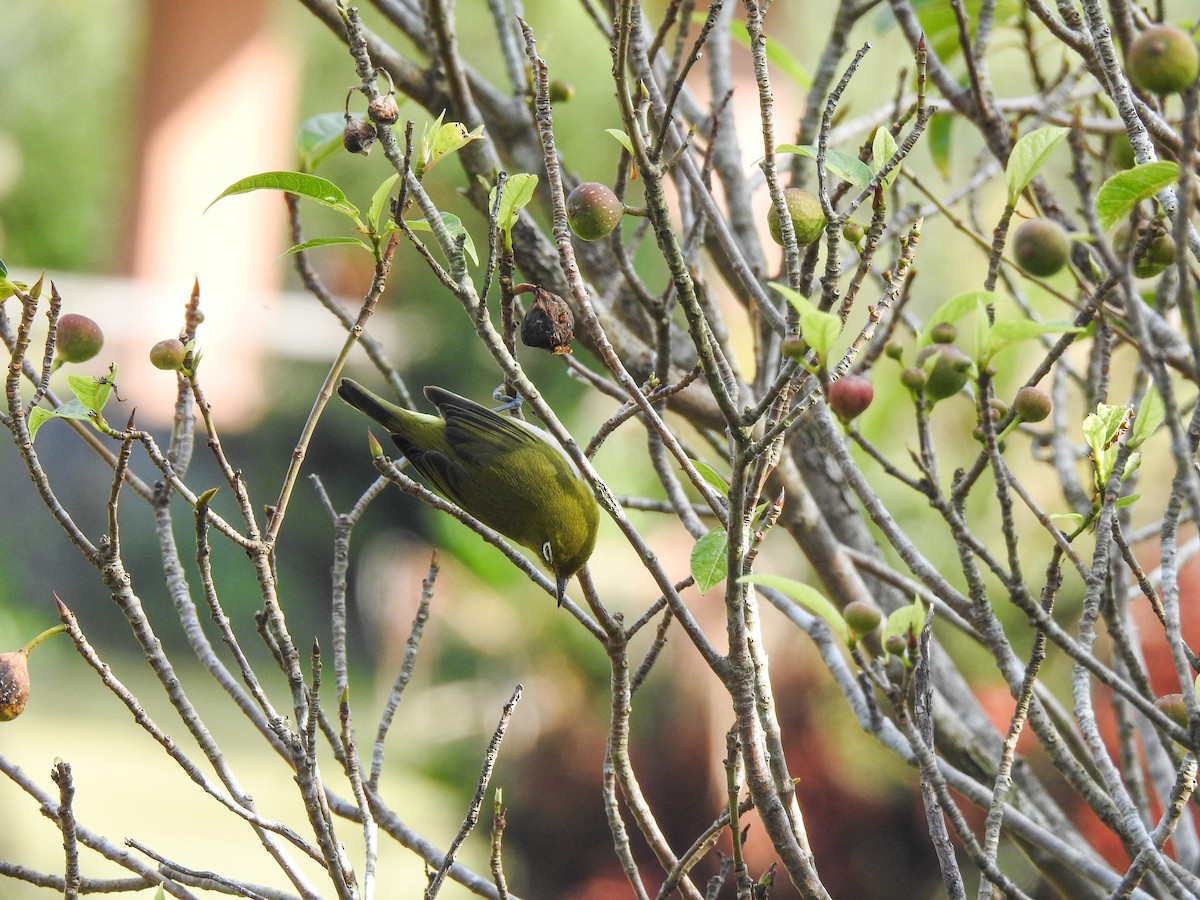 Warbling White-eye - ML81673301