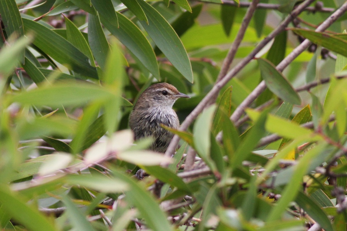 Little Grassbird - ML81674271