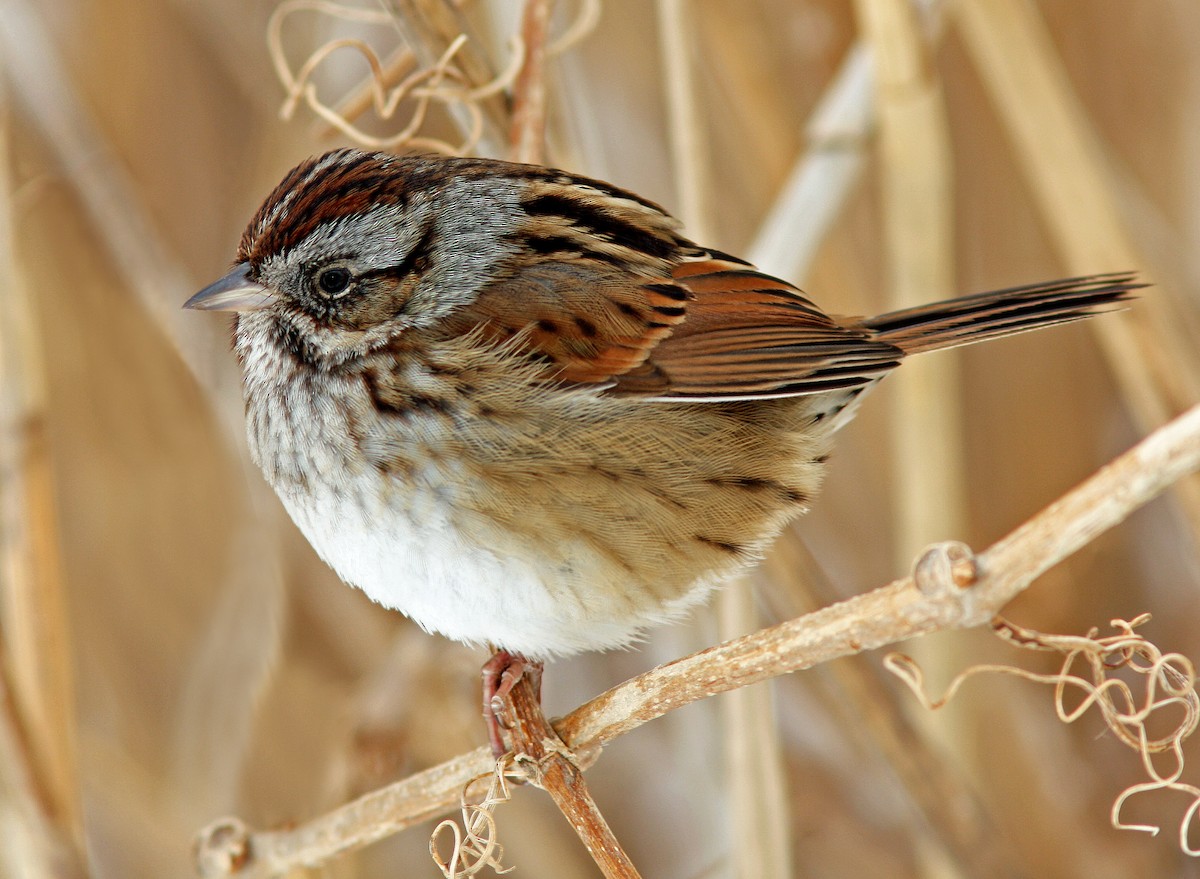 Swamp Sparrow - ML81674761