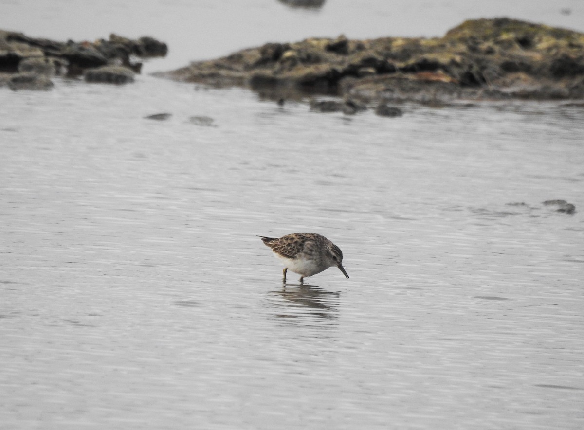 Long-toed Stint - ML81674991