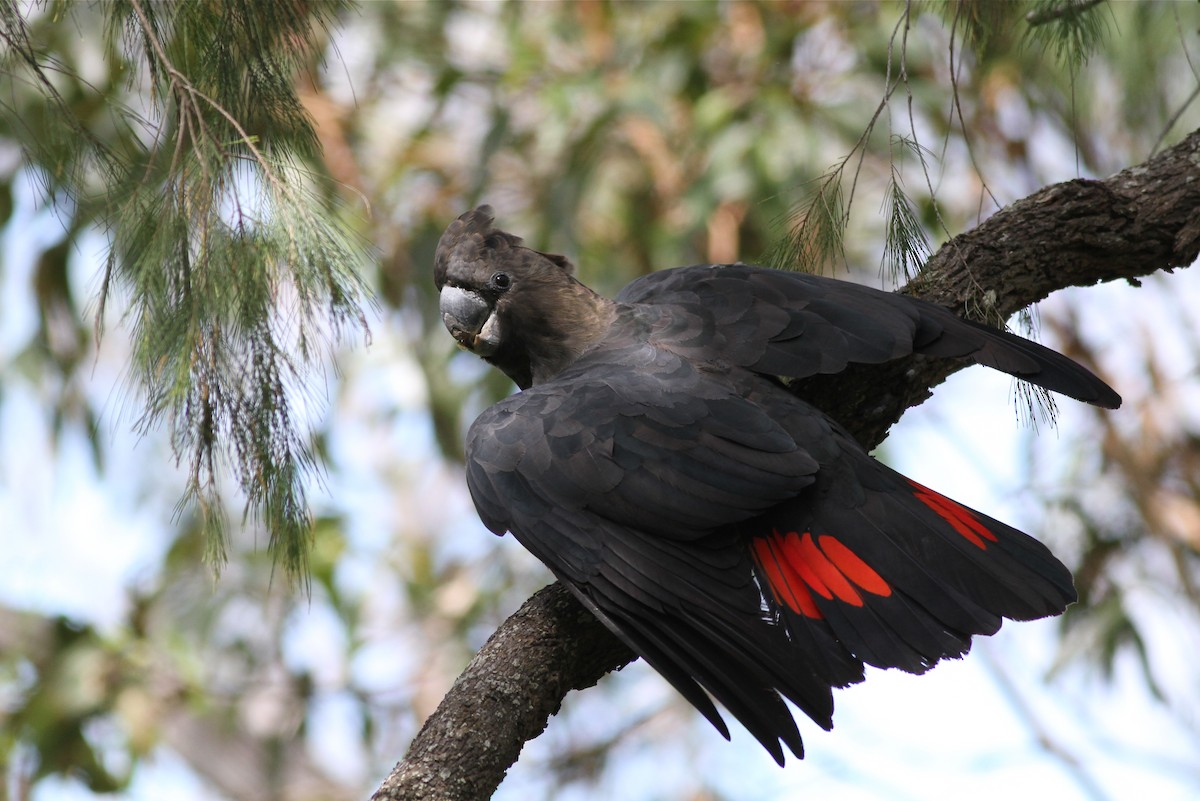 Glossy Black-Cockatoo - ML81675831