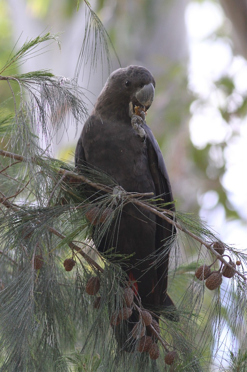 Glossy Black-Cockatoo - ML81675841