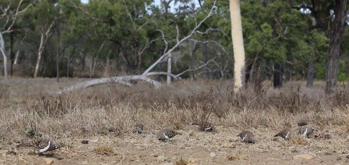 Squatter Pigeon - Chris Wiley