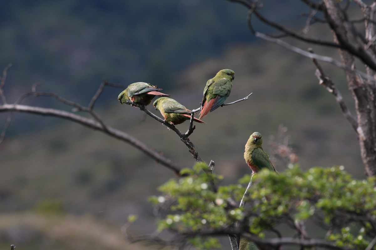 Austral Parakeet - ML81676421