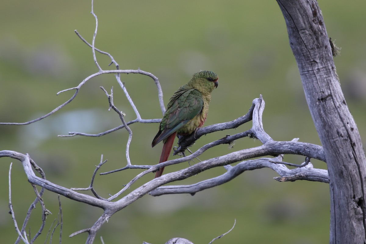 Austral Parakeet - ML81676741