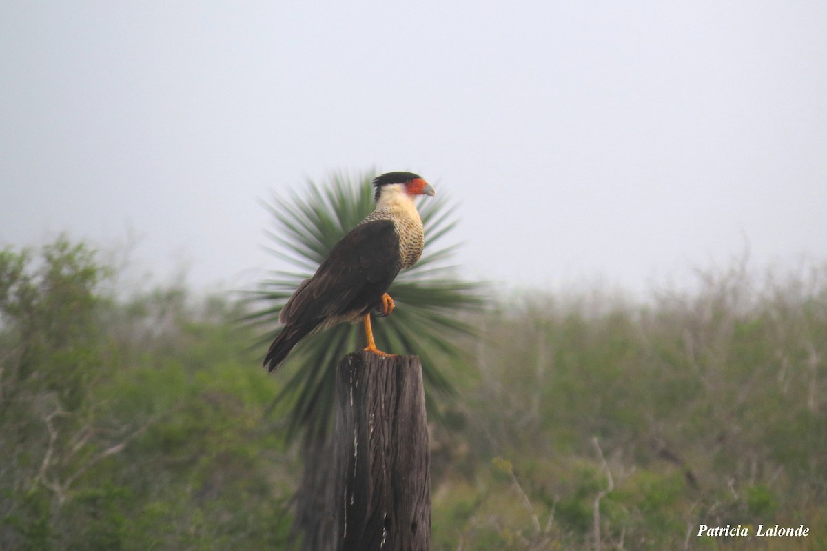 Crested Caracara (Northern) - Patricia Lalonde