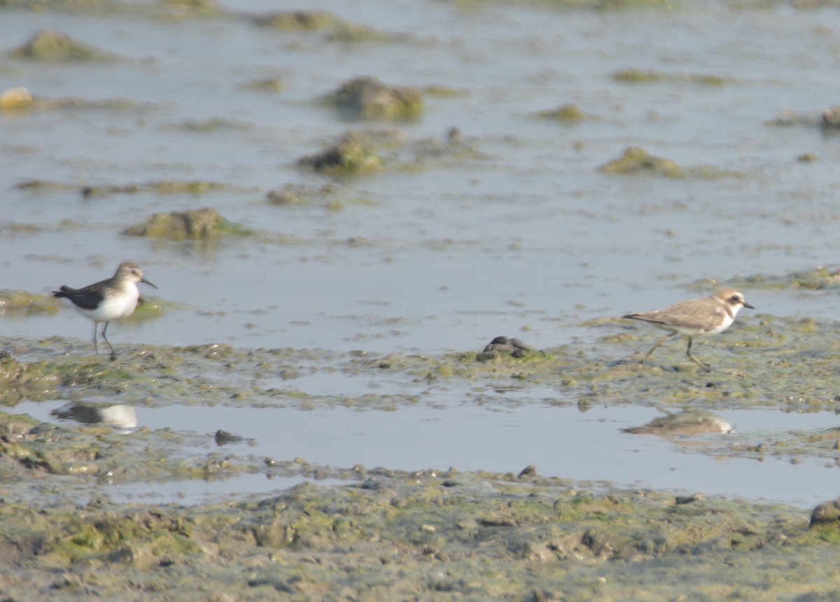 Kentish Plover - ML81679771