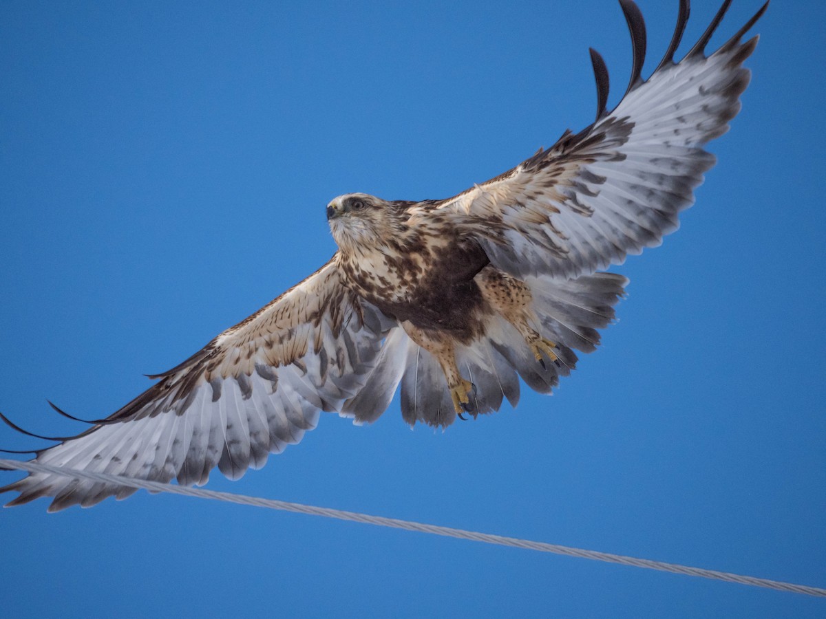 Rough-legged Hawk - ML81680121