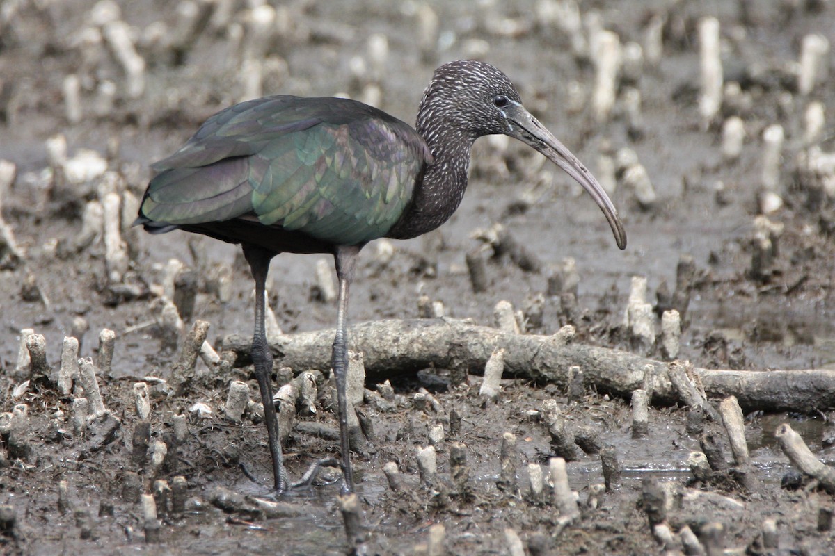 ibis hnědý - ML81680841