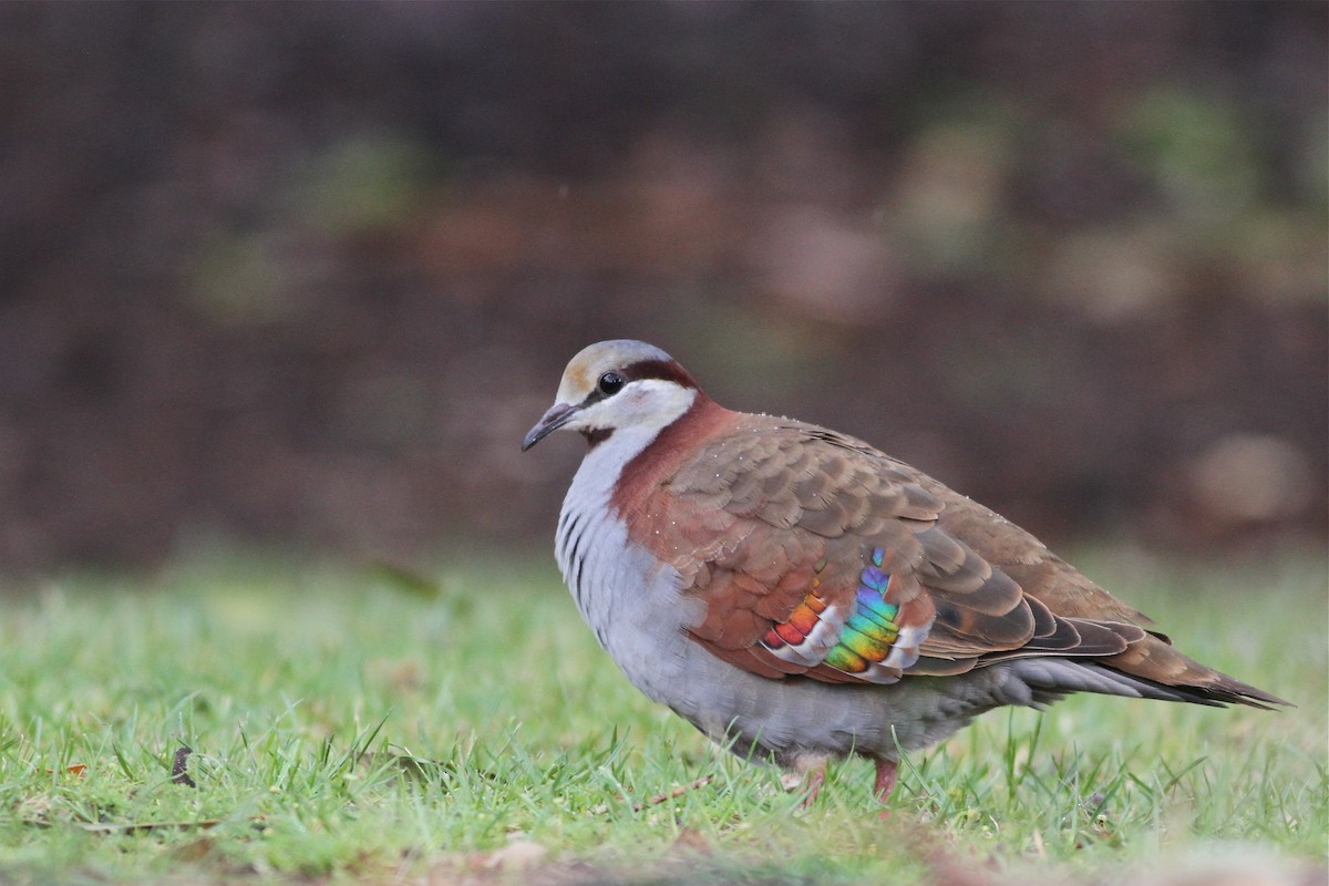 Brush Bronzewing - Chris Wiley