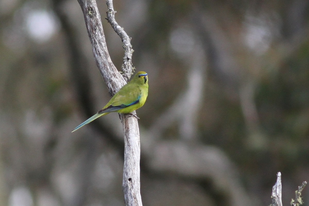 Elegant Parrot - ML81681911