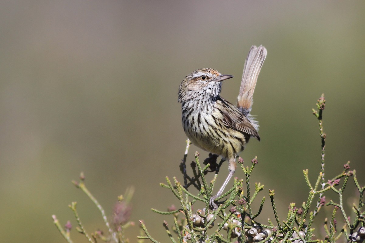 Western Fieldwren - ML81682131