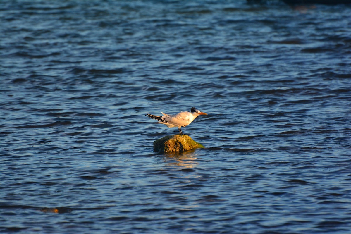 Royal Tern - ML81683851