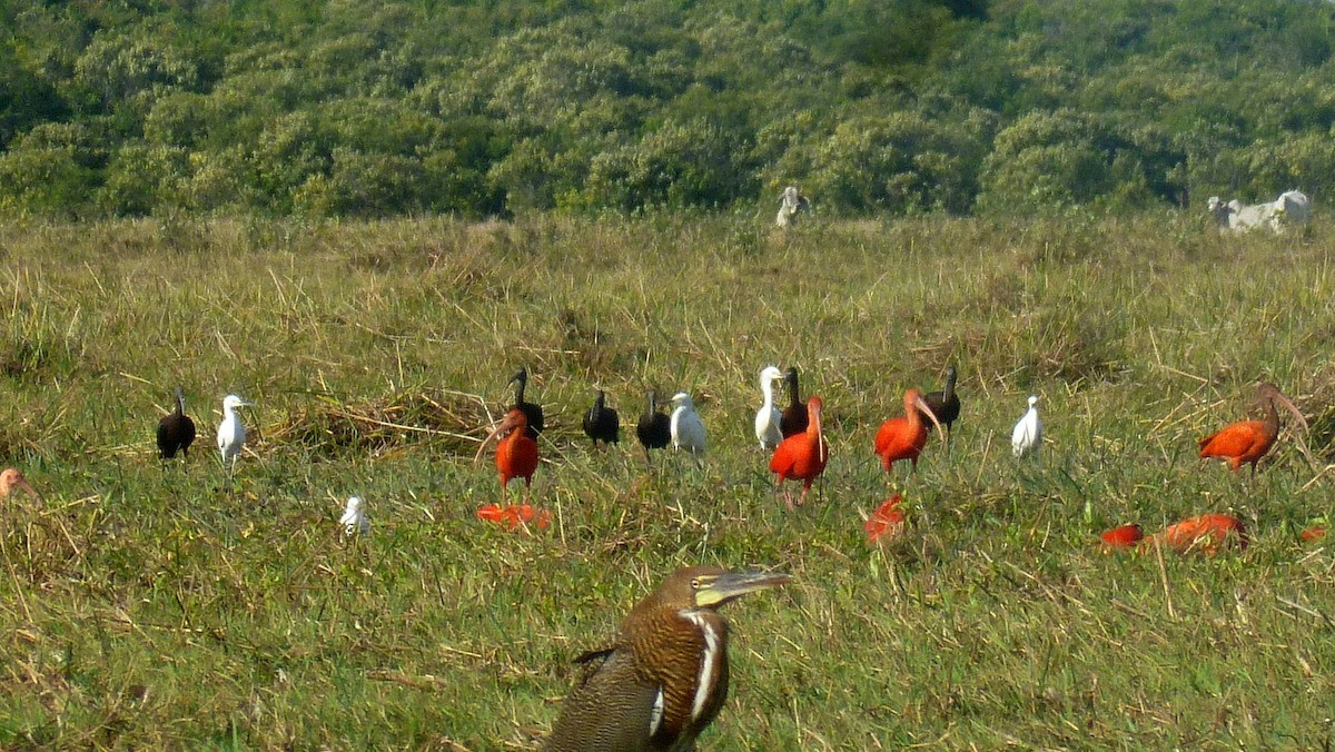 Glossy Ibis - Diana Flora Padron Novoa