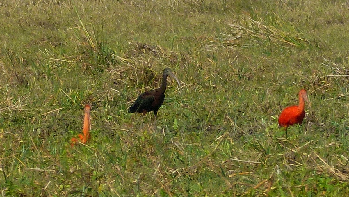 ibis hnědý - ML81684961