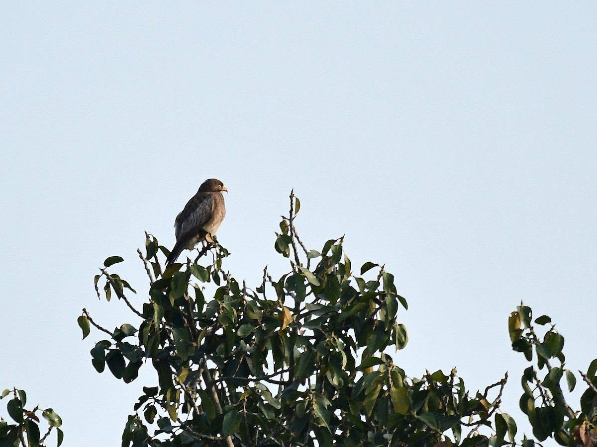 White-eyed Buzzard - ML81685531