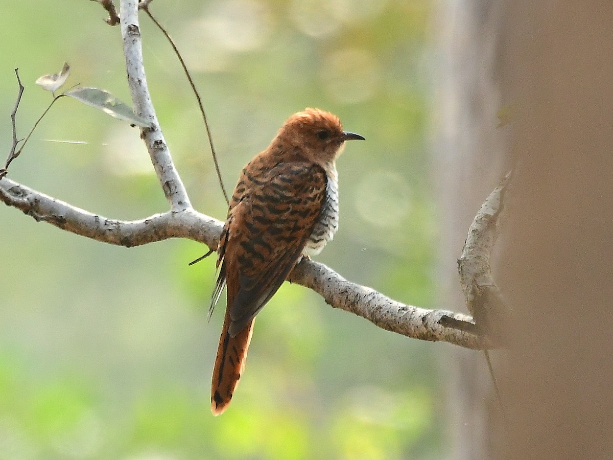 Gray-bellied Cuckoo - ML81685601