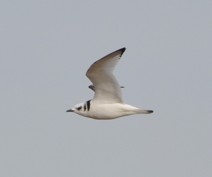 Black-legged Kittiwake - ML81685821