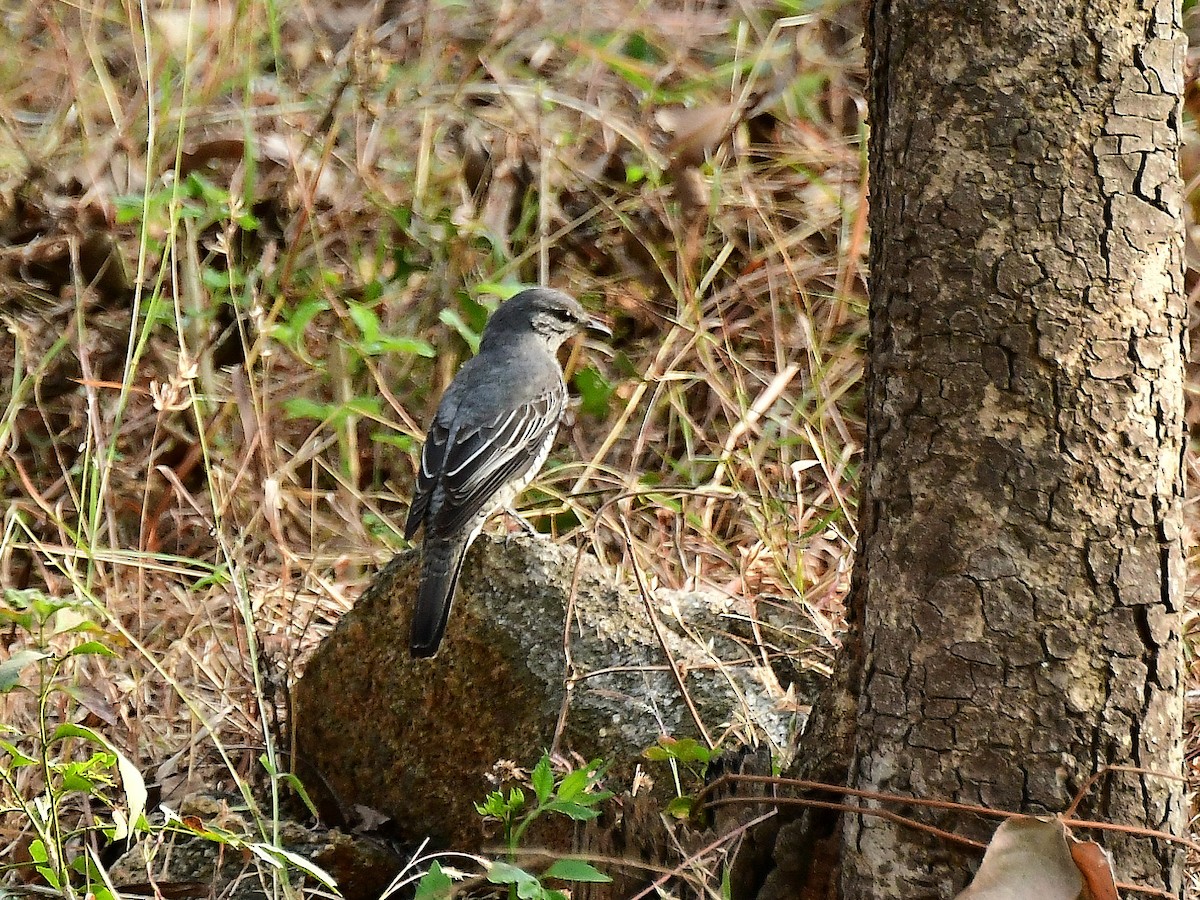 Black-headed Cuckooshrike - ML81685831