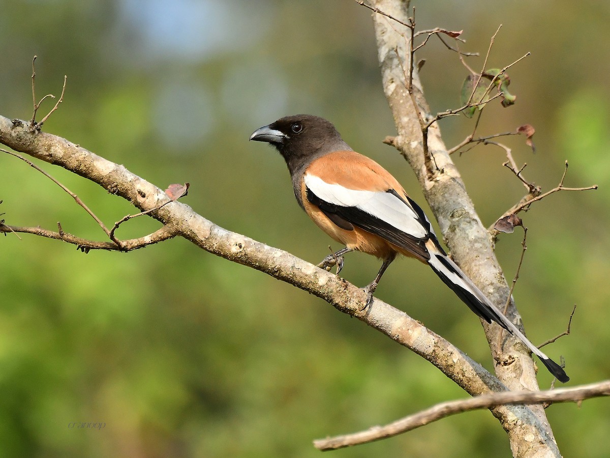 Rufous Treepie - Anoop CR