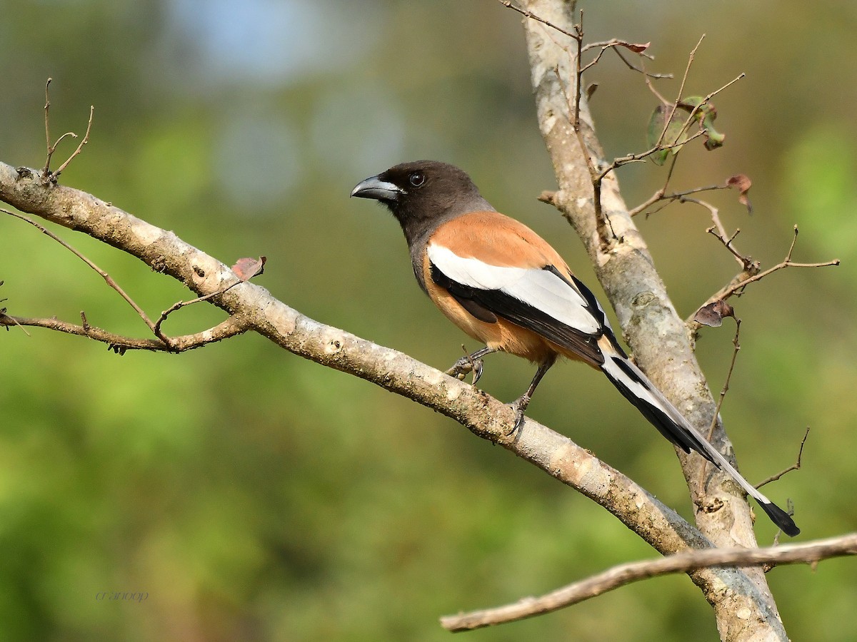 Rufous Treepie - ML81686351