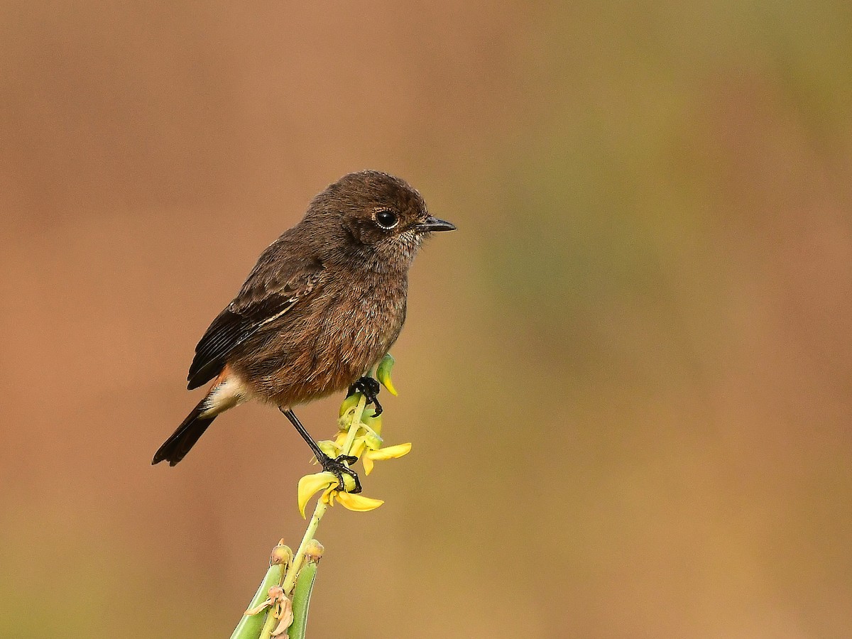 Pied Bushchat - Anoop CR