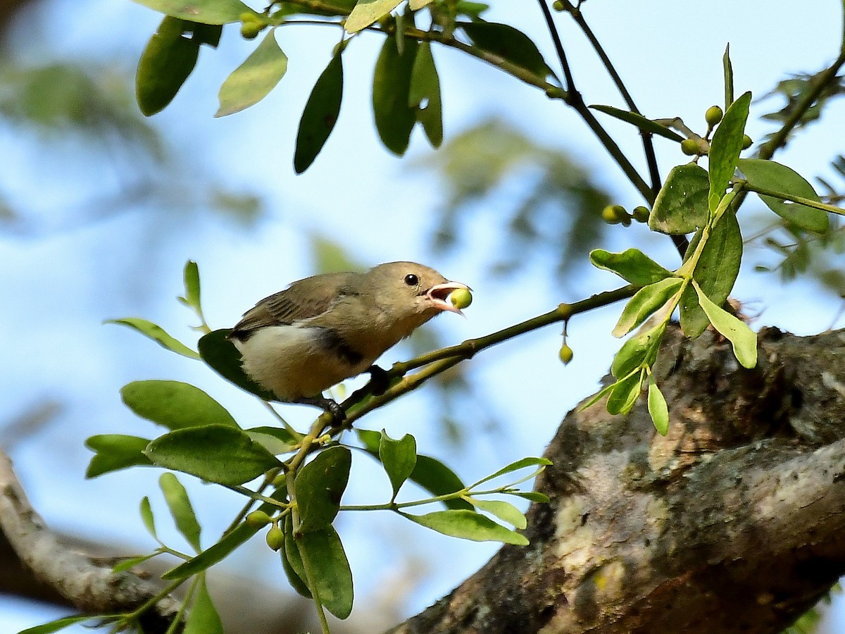 Pale-billed Flowerpecker - ML81686491