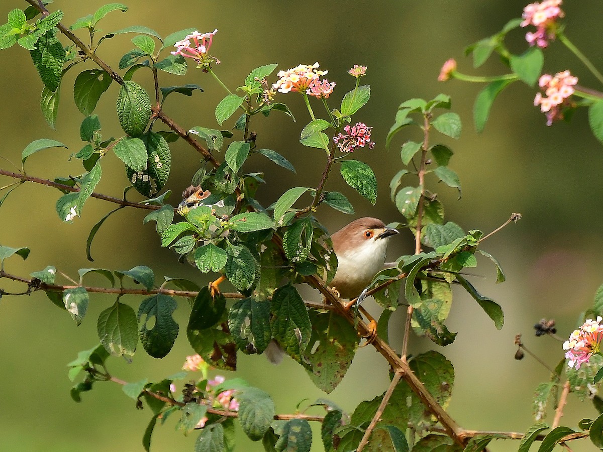 Yellow-eyed Babbler - ML81686741