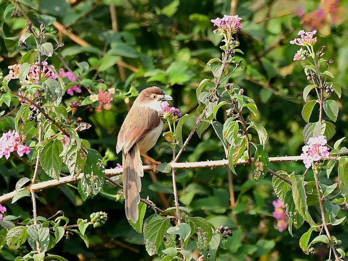 Yellow-eyed Babbler - ML81686761