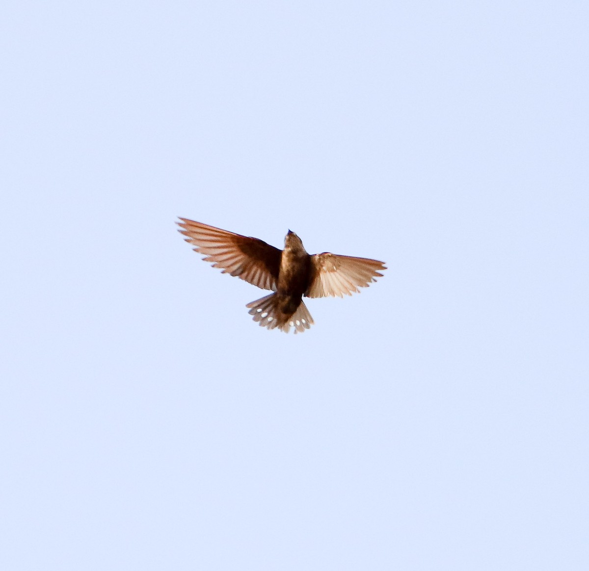 Dusky Crag-Martin - ML81687011