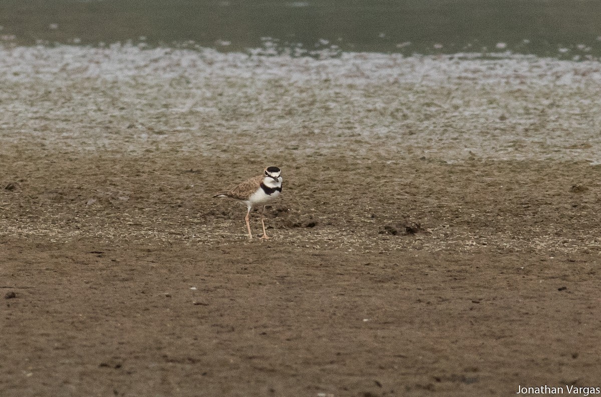 Collared Plover - ML81689001