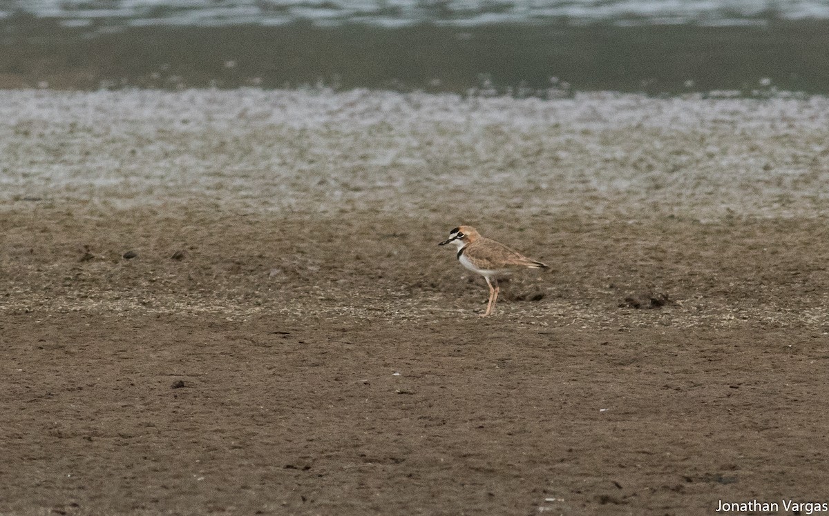 Collared Plover - ML81689031