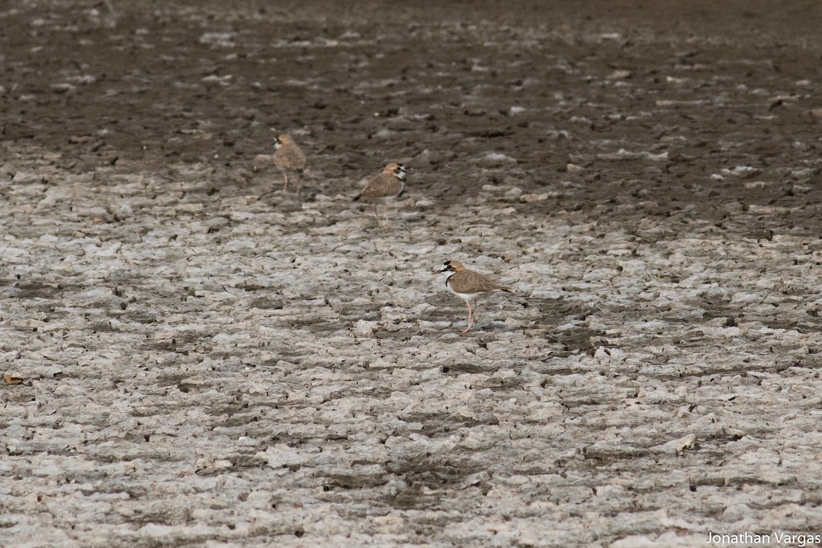 Collared Plover - ML81689051