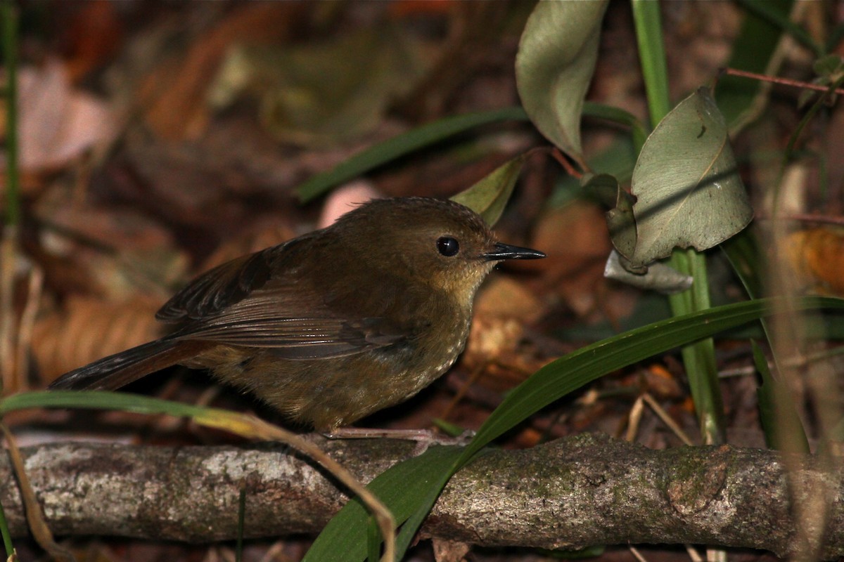 Atherton Scrubwren - ML81689441