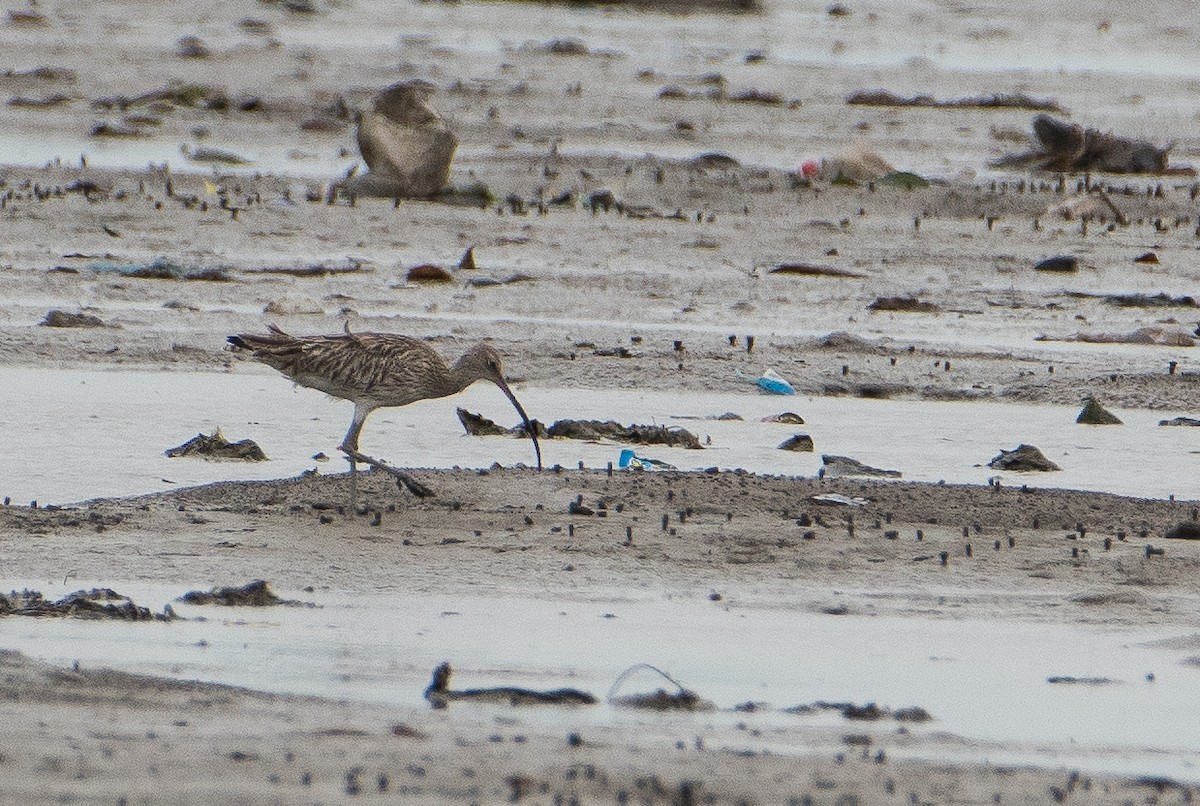 Eurasian Curlew - ML81690221