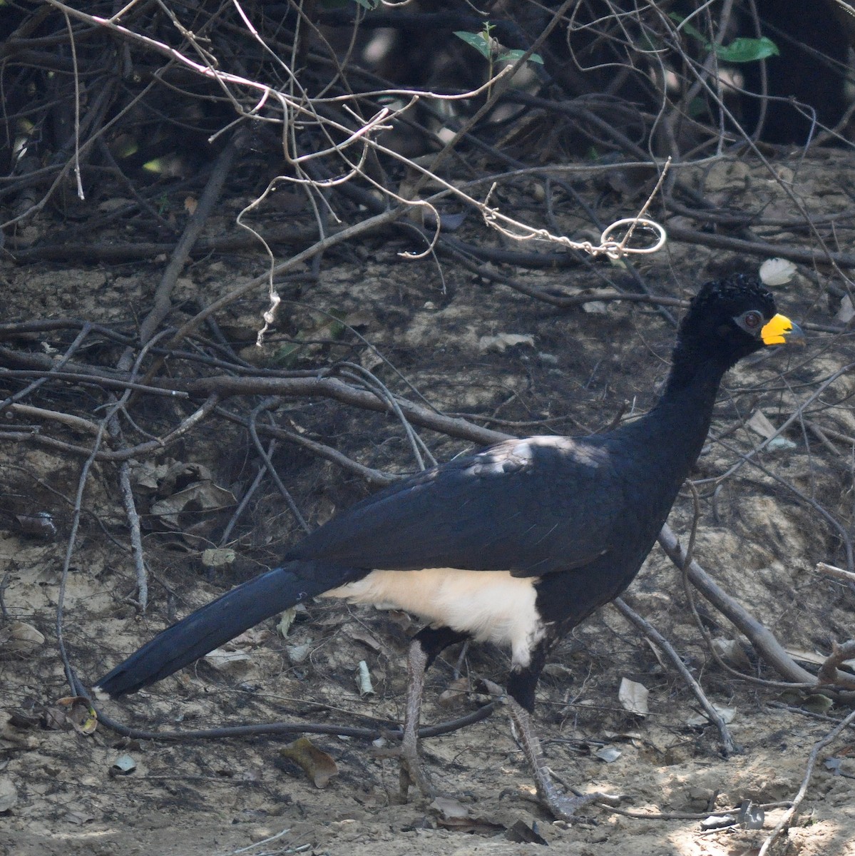 Yellow-knobbed Curassow - ML81690461