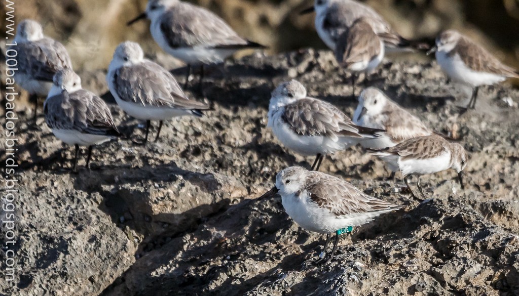 Bécasseau sanderling - ML81690811