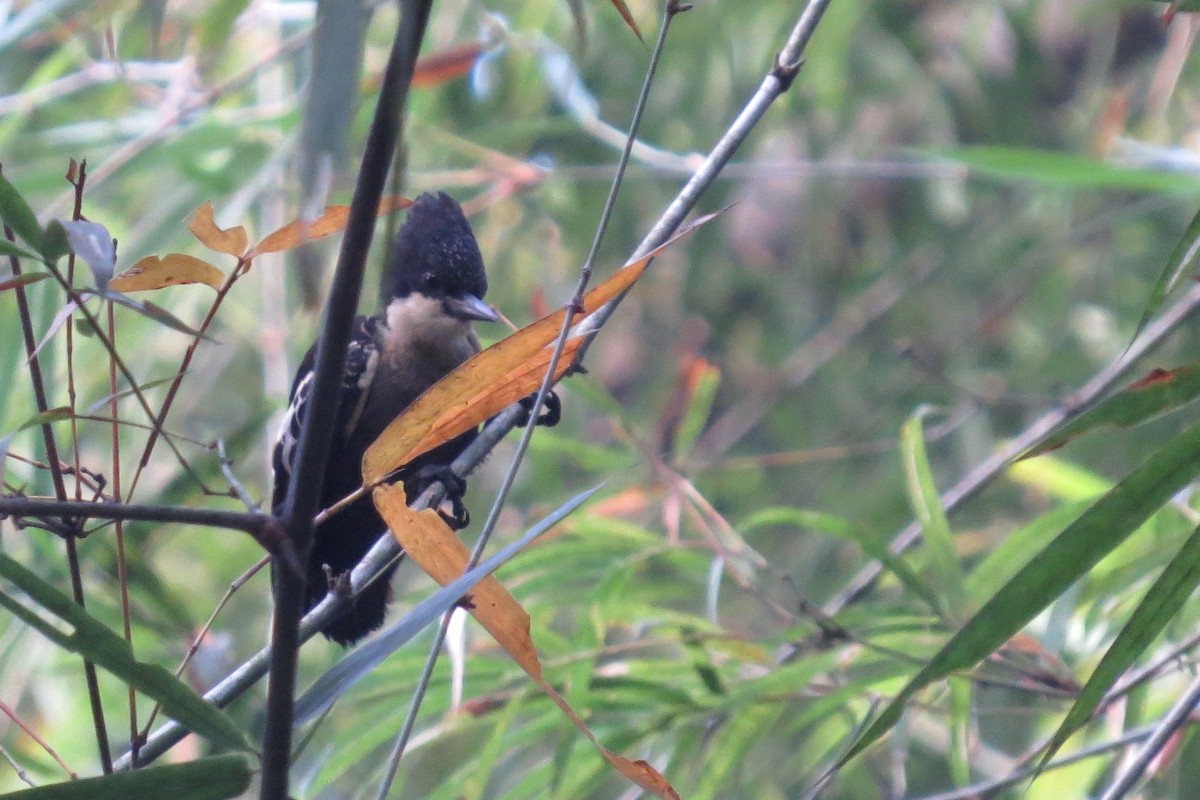 Heart-spotted Woodpecker - ML81691421