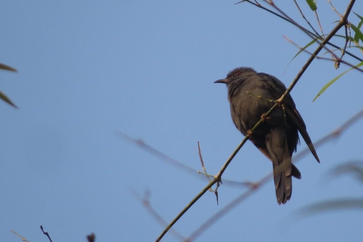 Gray-bellied Cuckoo - ML81691621