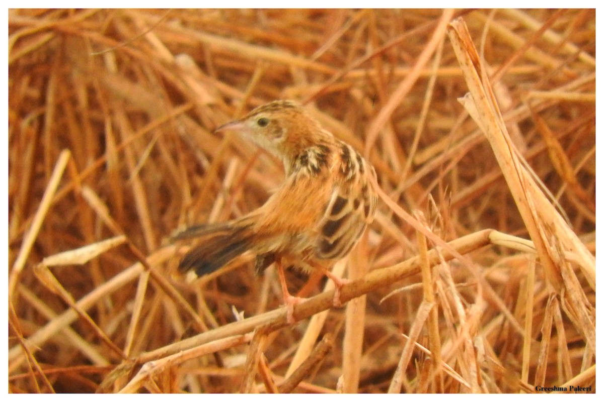 Zitting Cisticola - ML81693011