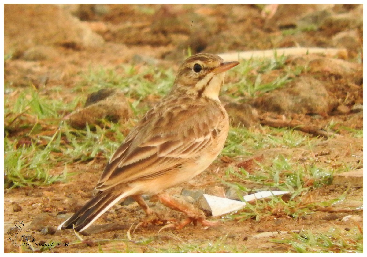 Paddyfield Pipit - ML81693031