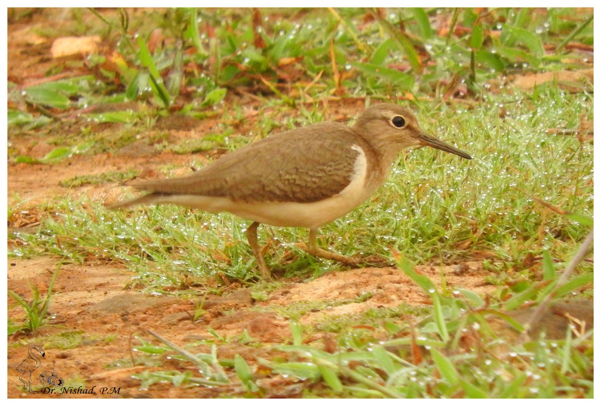 Common Sandpiper - ML81693131