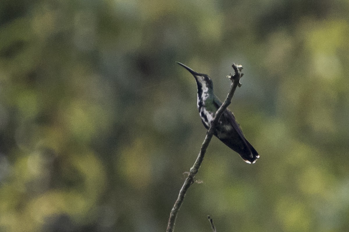 kolibřík tropický - ML81693271