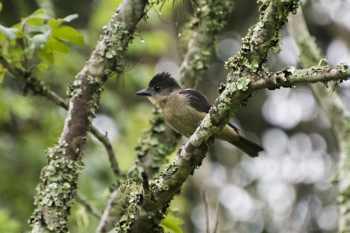Crested Becard - Luiz Carlos Ramassotti