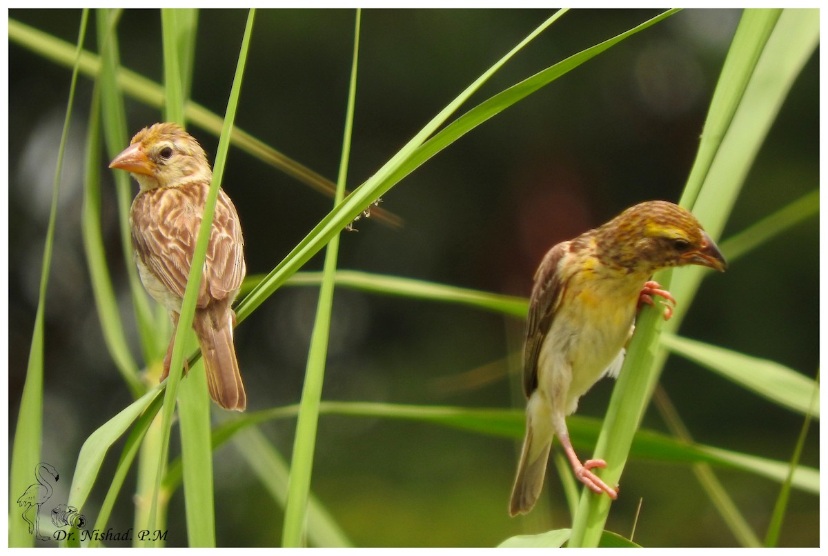 Baya Weaver - ML81693581
