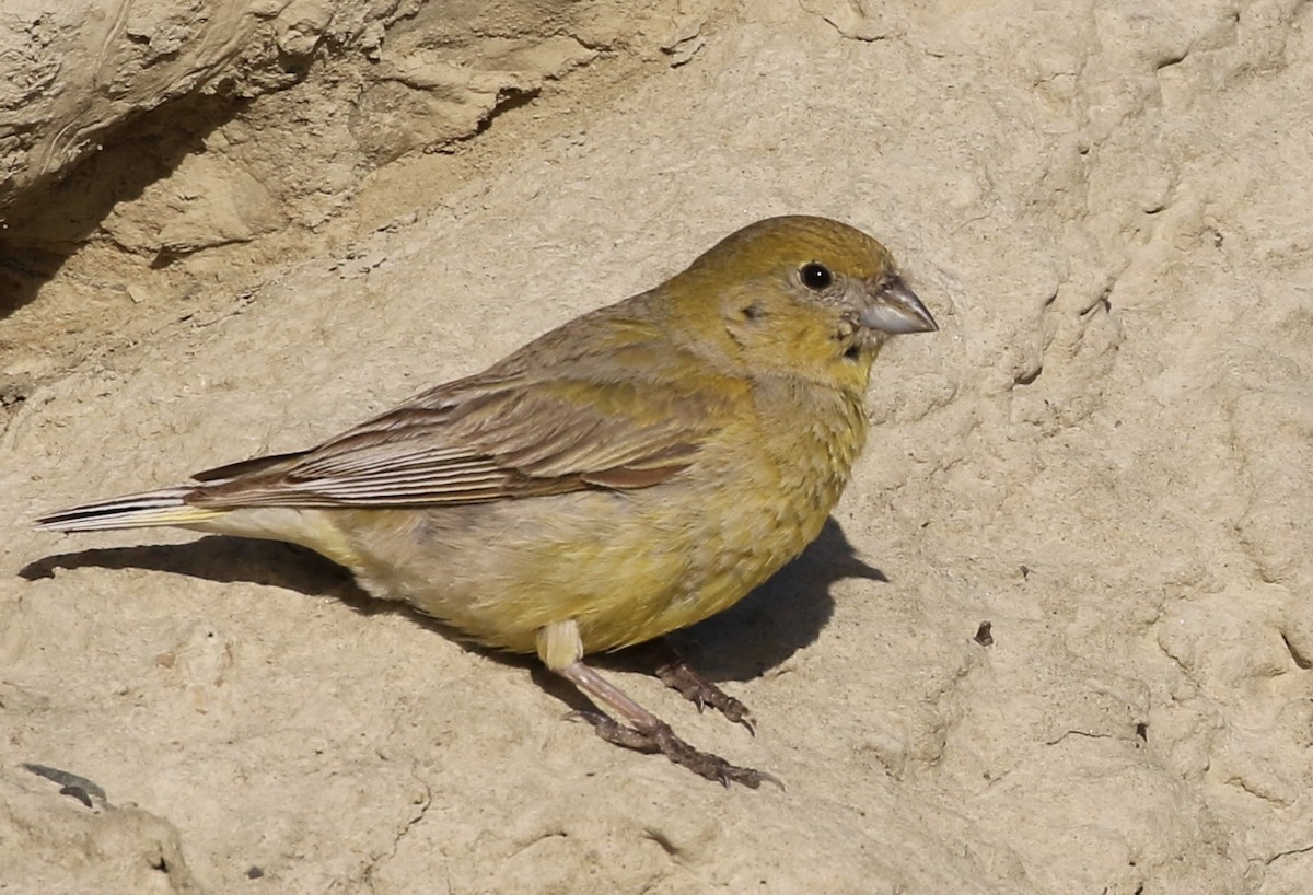 Patagonian Yellow-Finch - Jeff Skevington