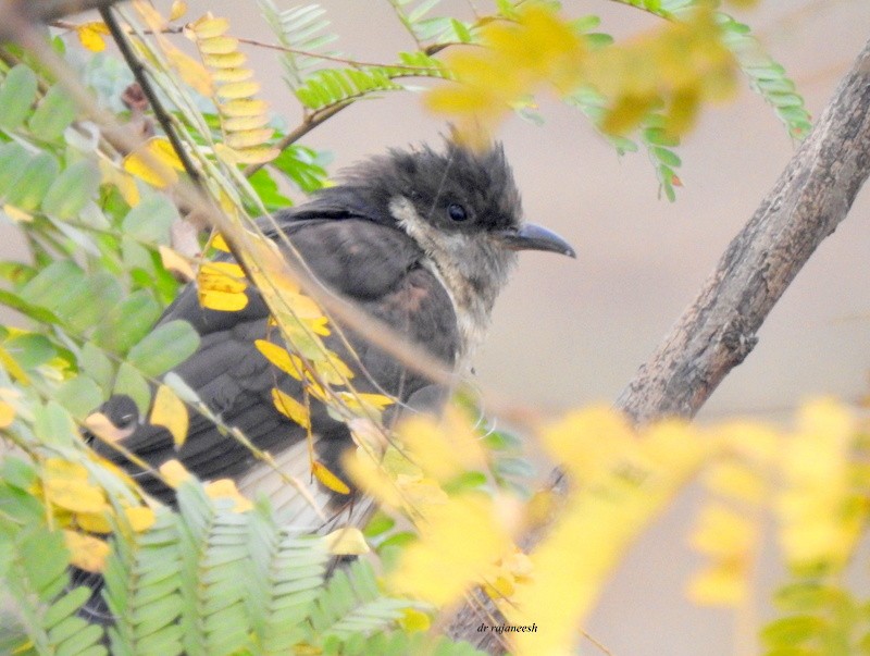 Pied Cuckoo - ML81694481